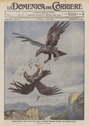 Luchtragedies, woeste strijd tussen twee adelaars in Valnerina (Macerata) eindigt met de dood van een