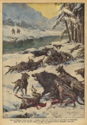 Een angstaanjagend gevecht tussen wolven en wilde zwijnen aan de oevers van de Tacina, in de provincie Catanzaro