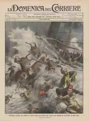 Een verschrikkelijke golf die een hele kudde wegspoelt van de rand van een Turks stoomschip tijdens de oversteek van de Zwarte Zee