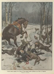 Oude heer aangevallen door een roedel hongerige wolven terwijl hij door een bos in Hongarije reed