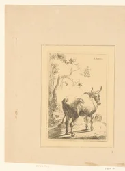 Stier van achteren gezien