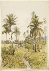 Palmbomen, Colima