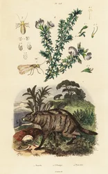Aardwolf, Arabische erwt en luis