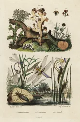 Jager, schaatser en korstmossen, 1834-1839 (gravure)