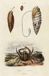 Miterschelpen en groene klamkrab (gravure)