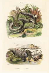 Papieren vijgenschelp en amethistpython