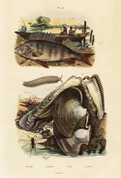 Baars, pareloester, fluweelworm en gaasvlieg (gravure)