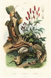 Salamander, kever en grote pimpernel