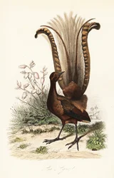Prachtige liervogel, Menura novaehollandiae, la Lyre, en valse azalea, Menziesia ferruginea