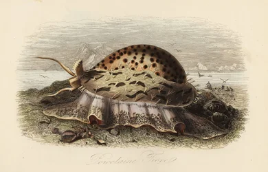 Tijgerkauri, Cypraea tigris
