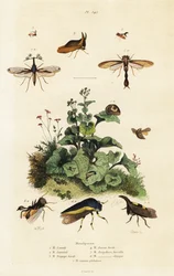 Boomhoppers, 1834-1839 (gravure)