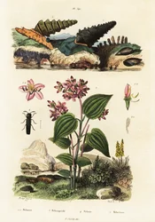 Trompetslakken, soldatenkevers en Clidemia, 1834-1839 (gravure)