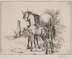 Het paard en het veulen