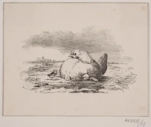 De kuikens