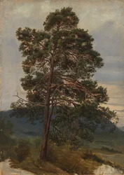 Studie van een dennenboom