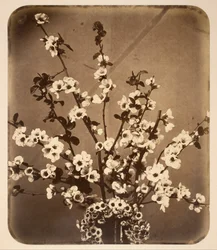 Bloemstilleven