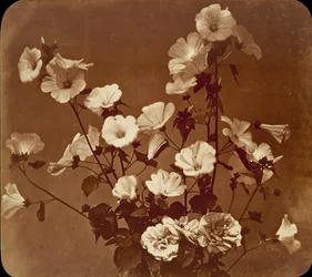 [Bloemenstudie, Rose of Sharon], ca. 1854