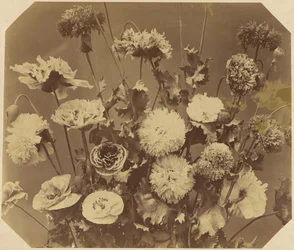 [Bloemen]