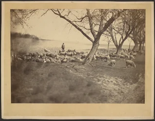 [Herder en kudde schapen]