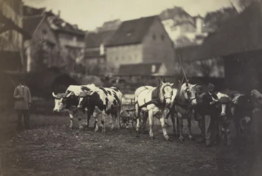 Zonder Titel (Boerderijdieren)