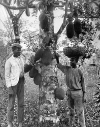Jackfruit, Jamaica, ca. 1905
