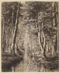 Rivier onder bomen