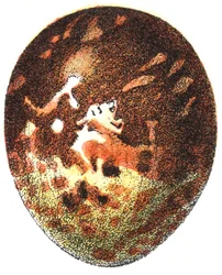 Ei van een Wespendief (Pernis apivorus), 1923