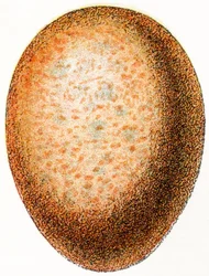 Ei van een Valk, 1923