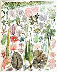 Illustratie van algen en zeewier ca. 1923