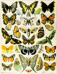 Illustratie van vlinders en motten ca. 1923 (litho)