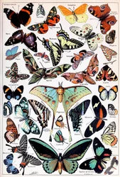 Illustratie van vlinders en motten ca. 1923