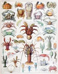 Illustratie van schaaldieren ca. 1923