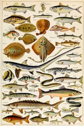 Illustratie van Eetbare Vissen, c.1923