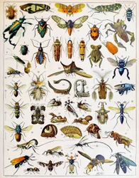 Illustratie van insecten ca. 1923