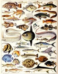 Illustratie van zeevissen ca. 1923