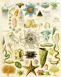 Illustratie van zeeorganismen, ca. 1923