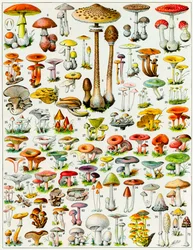 Illustratie van paddenstoelen ca. 1923