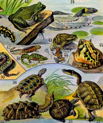 Illustratie van reptielen en amfibieën, ca. 1923