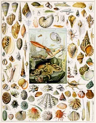 Illustratie van schelpen, ca. 1923