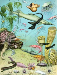 Illustratie van een diepwater-ecosysteem, ca. 1923