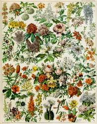 Illustratie van bloeiende planten, ca. 1923