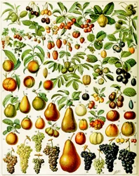 Illustratie van fruit, ca. 1923