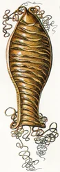 Geribbeld Eikapsel van een Kathaai (Scyliorhinus), 1923