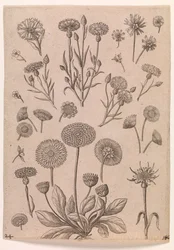 Korenbloemen