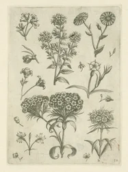 Duizendschoon en andere bloemen