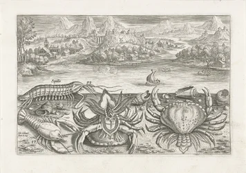 Enkele schaaldieren op het strand