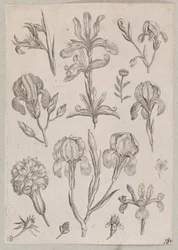 Irissen