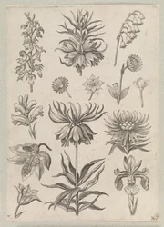 Lelietje-van-dalen