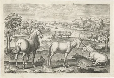 Paard en ezels