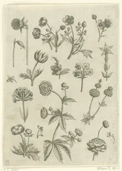 Ranonkels, primula en boterbloemen